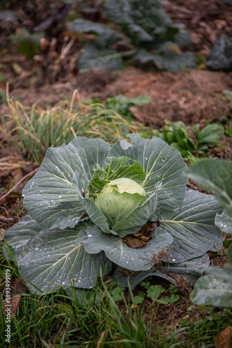 Young cabbage plant growing in garden with water droplets