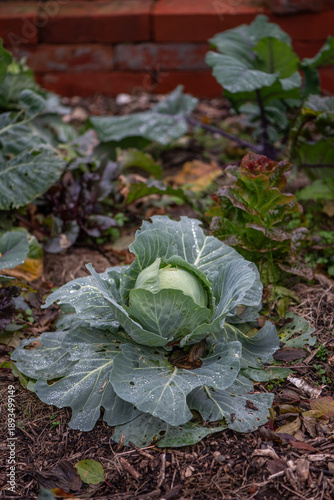 Young cabbage plant growing in garden with water droplets