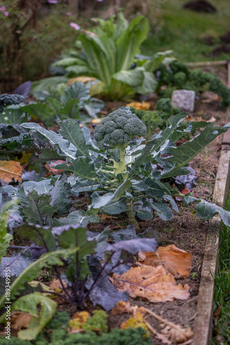 Broccoli plant growing in garden bed close-up