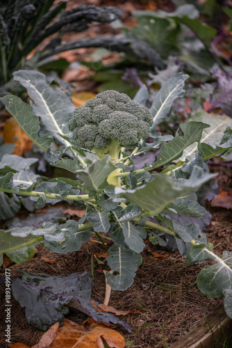Broccoli plant growing in garden bed close-up