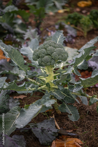 Broccoli plant growing in garden bed close-up
