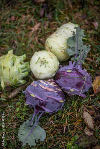 Fresh kohlrabi harvest on grass – green and purple varieties