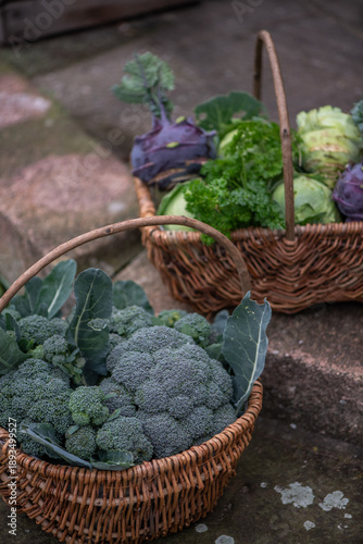 Fresh organic vegetables harvest in wicker baskets outdoors