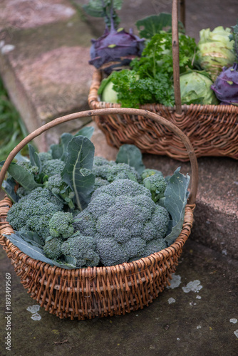 Fresh broccoli harvest in wicker basket close-up
