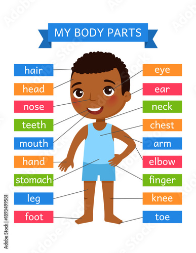 My body parts - anatomy for children. Printable Learning Card.
Flashcard for the teaching aid. For use in animation, applications, printing.
