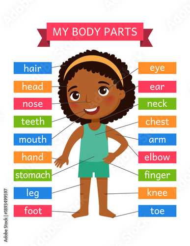 My body parts - anatomy for children. Printable Learning Card.
Flashcard for the teaching aid. For use in animation, applications, printing.
