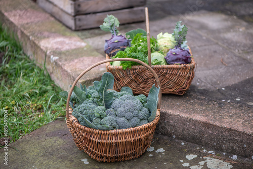 Fresh organic vegetables harvest in wicker baskets outdoors