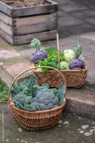 Fresh organic vegetables harvest in wicker baskets outdoors