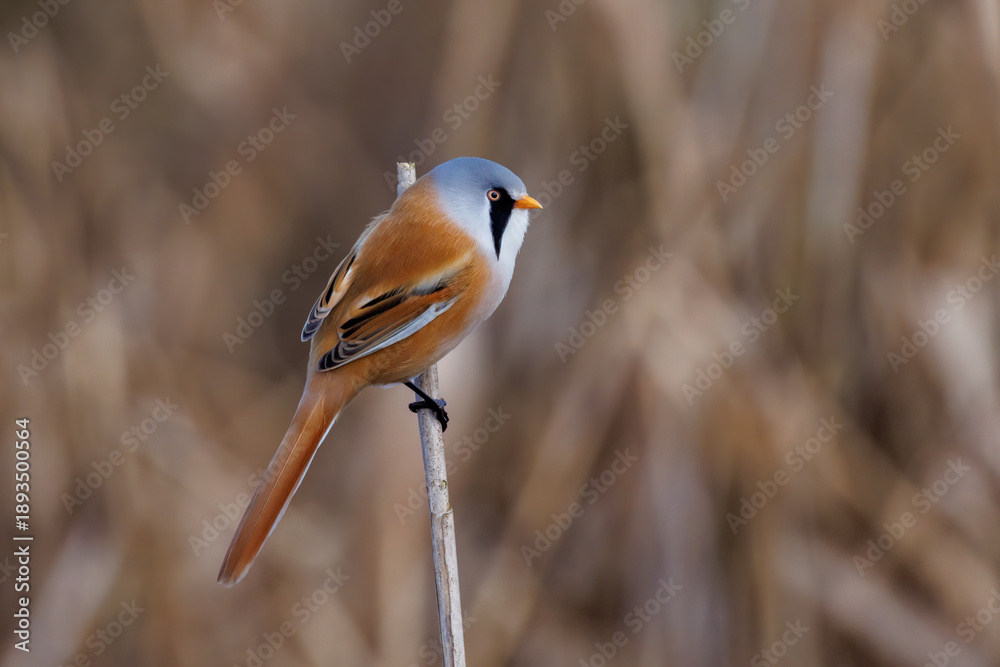 Fototapeta premium Bartmeise (Panurus biarmicus) Männchen