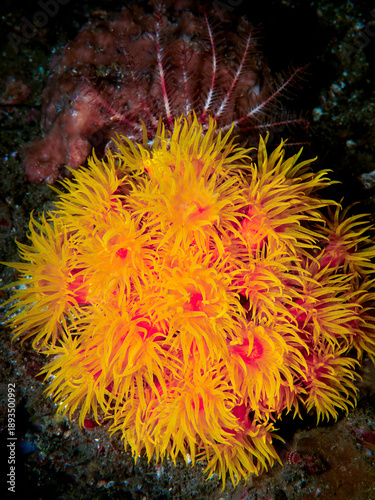 Bright orange sun coral colony on a Lembeh Indonesia reef