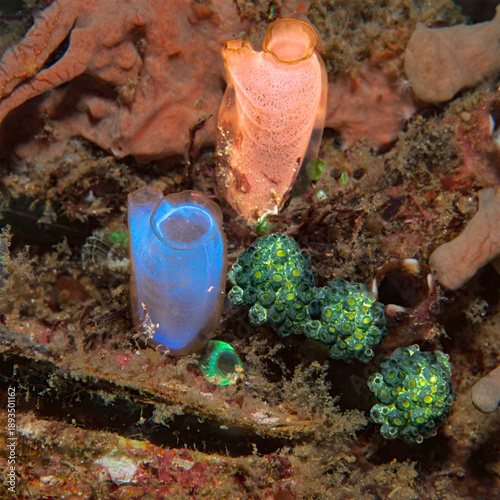 Colorful Sea Squirts and Tunicates on Coral Reef in Lembeh Indonesia