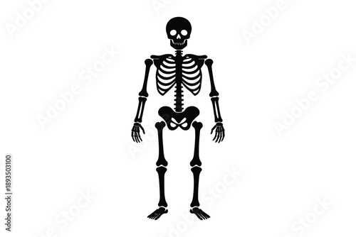 Human skeleton silhouette on white background showing bone structure of body halloween medical symbol