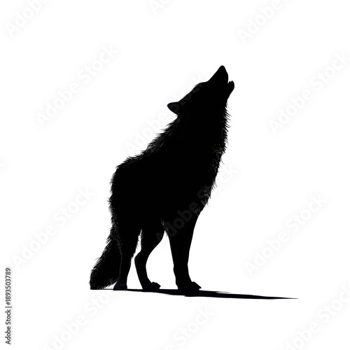 Wold howling silhouette realistic with transparent background