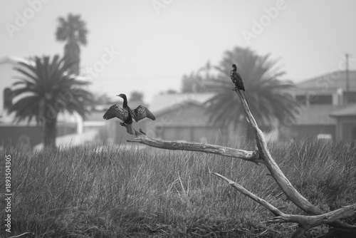 Принти на полотні Black and white photograph of two birds perched on a fallen tree branch in a suburban wetland, symbolizing calm, balance and coexistence between nature and urban life