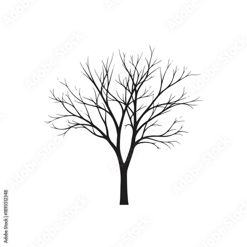 Leafless Tree Silhouette in Central Position