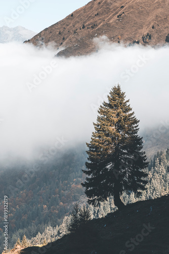 Canvastavla lone tree in the foggy mountains, misty atmosphere and meadows in the background