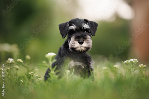 Quadro em tela black miniature schnauzer puppy posing on a meadow in summer