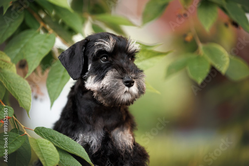 miniature schnauzer puppy portrait under a tree in summer