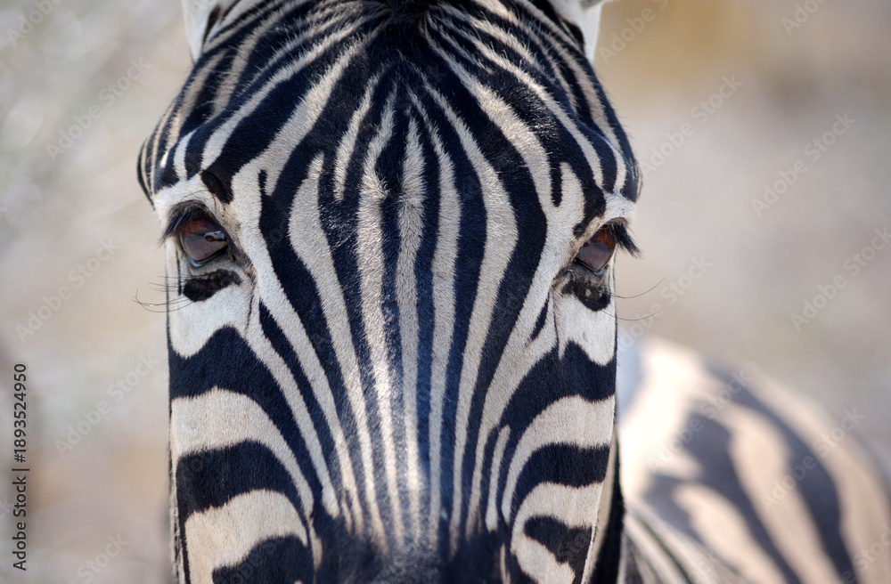 Fototapeta premium zèbre dans le parc national d'Etosha en Namibie
