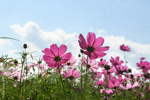 Cosmos flower against a blue sky background.