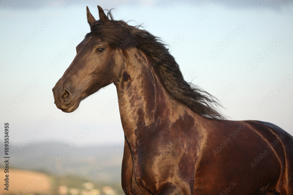 Obraz premium Friesian horse moving in sunset