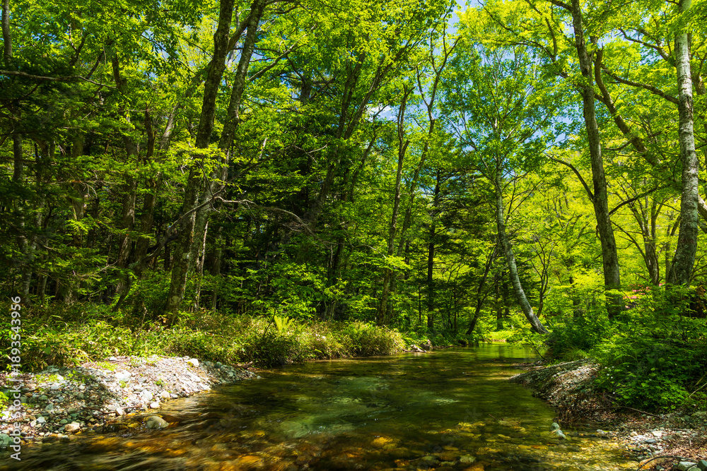 Fototapeta premium 日本の風景・初夏 長野 新緑の上高地 徳沢