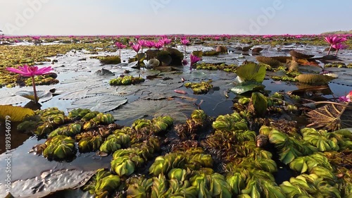 View from a small wooden boat crossing Red Lotus Lake in Udon Thani, Thailand. Thousands of pink lotus flowers cover calm water at sunrise, creating a peaceful natural wetland landscape.