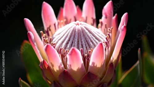Close up of pink protea flower blooming