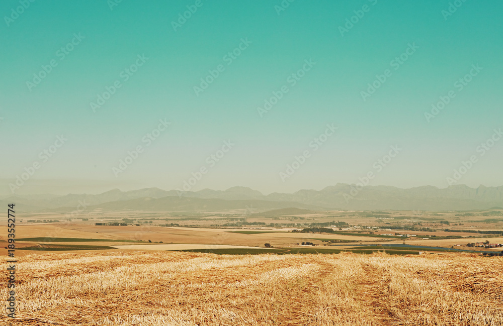 Fototapeta premium Field, empty or grass in countryside with sky, vacant area or wheat growth in agriculture hobby. Farming, mock up space and outdoor horizon with reeds, crops and overgrown vegetation in Australia.