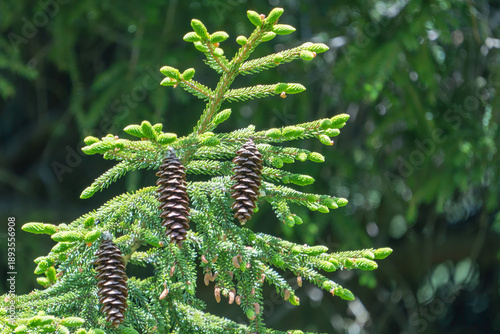 Close-up view of pine cone on branch, surrounded by green pine needles