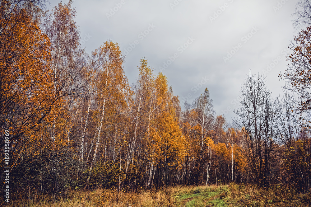 Fototapeta premium Bright birch forest in late autumn in cloudy weather
