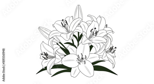 Illustration of a bouquet of lilies with leaves and stamens from a front viewpoint