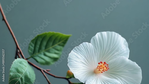 Close-up of a white flower with red center, leaves, stems, and buds