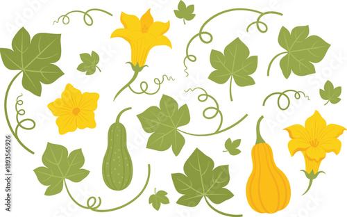 Pumpkin and Squash Plant Illustration Set with Leaves, Vines, Flowers, and Vegetables for Gardening, Agriculture, Botanical, and Seasonal Design