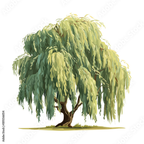 Weeping Willow Tree, presented as a modern flat 2D vector icon graphic on a white background