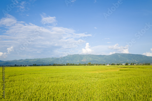 Sunlit rice fields stretch across a wide plain with lush green mountains in the distance and a bright blue sky dotted with clouds near Dien Bien Phu. The scene feels open, vibrant, and peaceful.