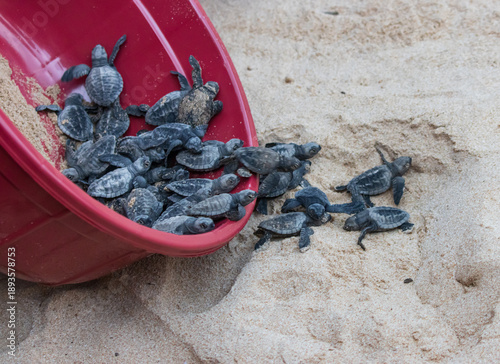 Φωτογραφία A red bucket full of baby turtles