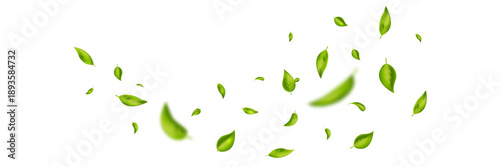 Green flying leaves banner. Leaf falling frame. Wave foliage ornament. Vegan, eco, organic product. Cosmetic pattern. Spring tree plant design. Fresh mint tea background. Air wind.Vector illustration.