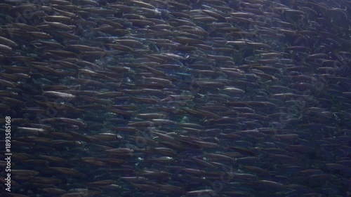 School of sardines