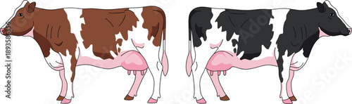 Dairy Cow and Livestock Breed Set with Brown and Black Spotted Holstein Cattle for Organic Farm Agriculture Vector Illustration