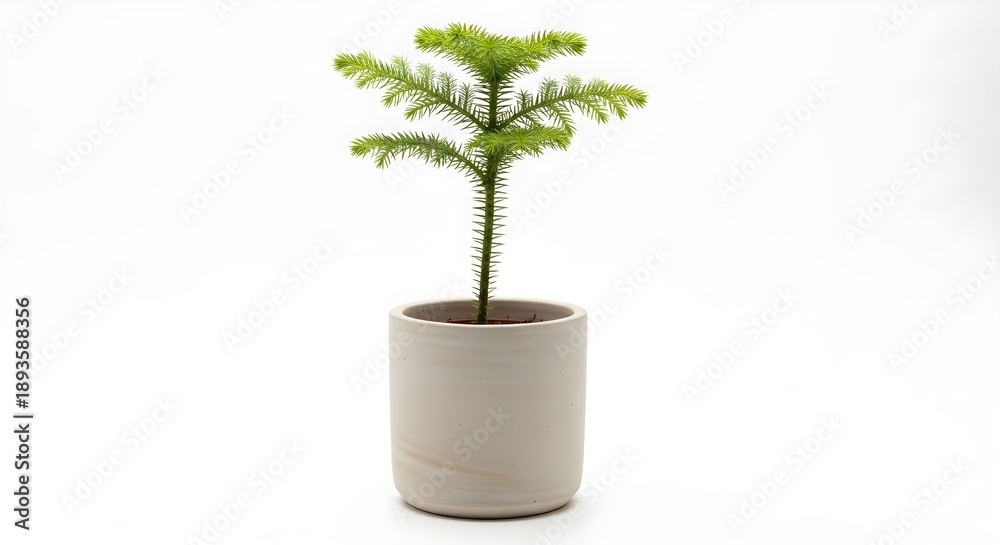 Obraz premium A Norfolk Island Pine Plant in a Beige Pot on a White Background
