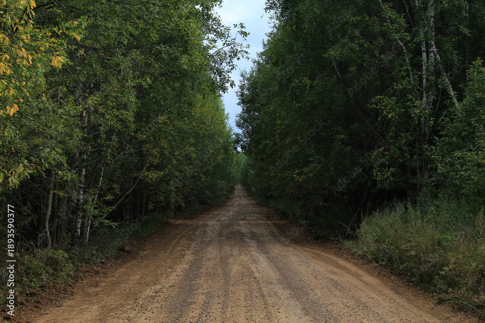 Fototapeta premium Dirt road in the forest on a summer day