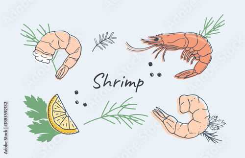 Hand drawn shrimp seafood set with lemon slice, herbs and peppercorns on light blue background. Cute cartoon style prawn illustration collection for menu, packaging, recipe cards, kitchen design.