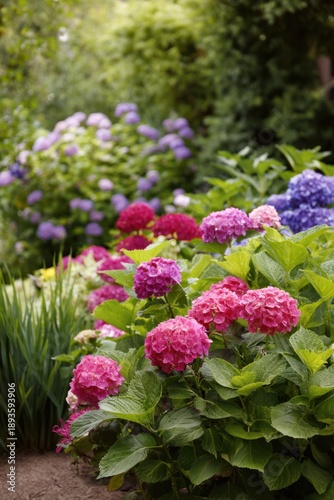 Vibrant summer garden with pink and purple hydrangeas in bloom