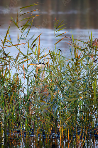 Εκτύπωση καμβά grey heron hidden in reeds