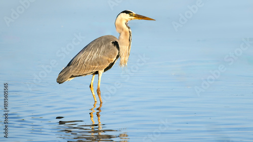 grey heron standing in water with reflection