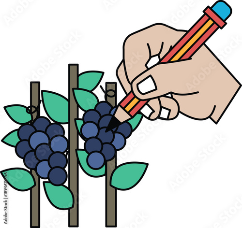 A hand is drawing on a bunch of grapes