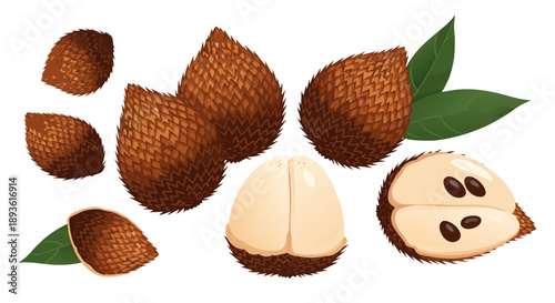 Various illustrations display whole and sliced snake fruit revealing textured skin and edible interior flesh