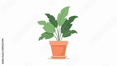 A potted plant with large green leaves stands on a saucer