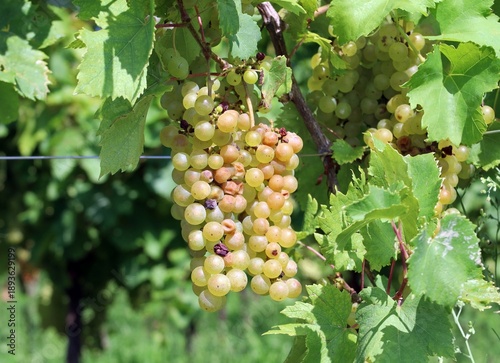 Wallpaper Mural Bunch of white grapes affected by acid rot as a result of the action of yeasts and bacteria Torontodigital.ca